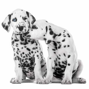 Dalmatians