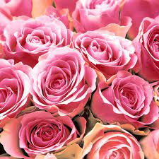 Pink Roses