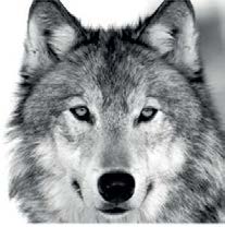 Wolf (Προσφορά 1,00€)