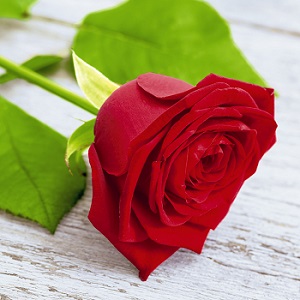 Lovely rose
